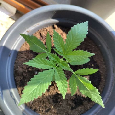 Passion #1 growlog timeline photo