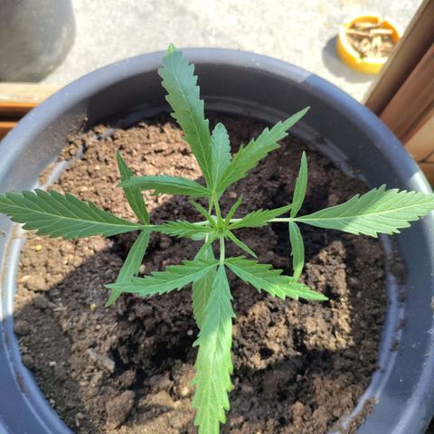 Passion #1 growlog timeline photo