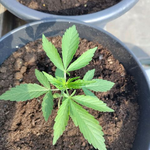 Sensi Skunk growlog timeline photo