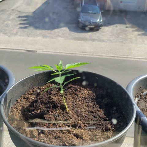 Sensi Skunk growlog timeline photo