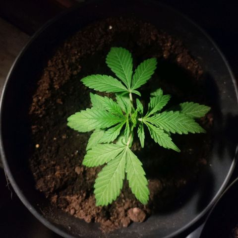 Sensi Skunk growlog photo: 9cm