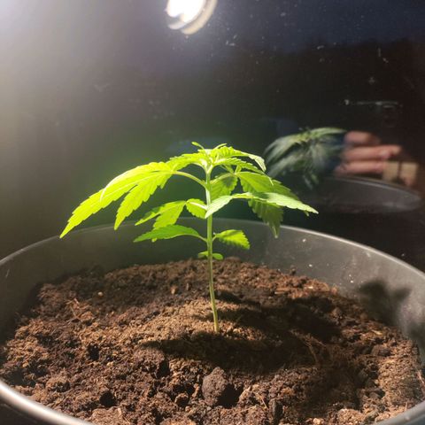 Sensi Skunk growlog photo: 9cm