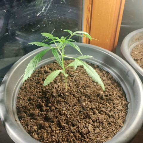 Passion #1 growlog photo: 13/11/13 cm