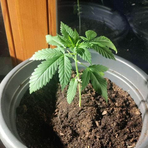 Passion #1 growlog photo: 13/11/13 cm