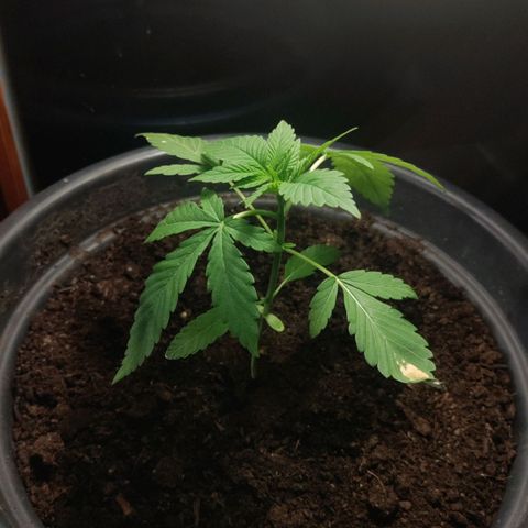 Passion #1 growlog photo: 13/11/13 cm