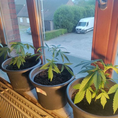 Passion #1 growlog photo: Nearly ready for topping 