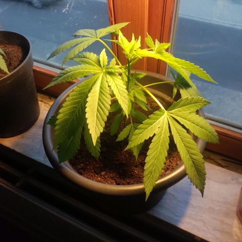 Passion #1 growlog photo: Nearly ready for topping 