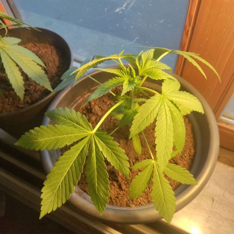 Passion #1 growlog photo: Nearly ready for topping 