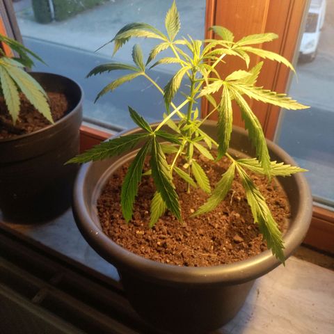 Passion #1 growlog photo: Nearly ready for topping 