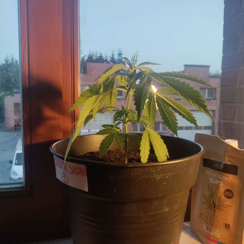 Sensi Skunk growlog timeline photo
