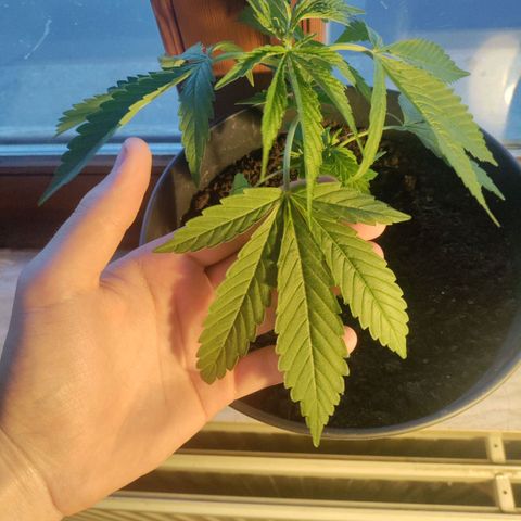 Sensi Skunk growlog timeline photo