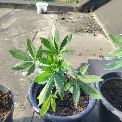 Passion #1 growlog timeline photo