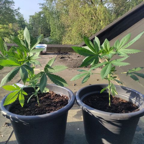 Passion #1 growlog timeline photo