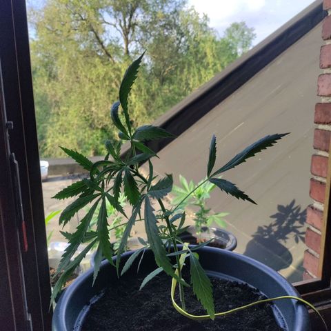 Passion #1 growlog timeline photo