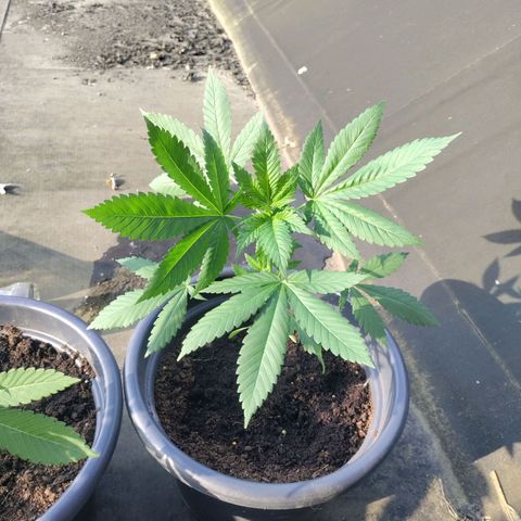 Passion #1 growlog timeline photo