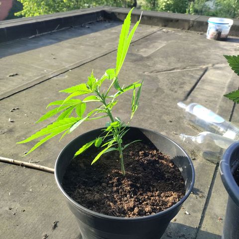 Sensi Skunk growlog timeline photo