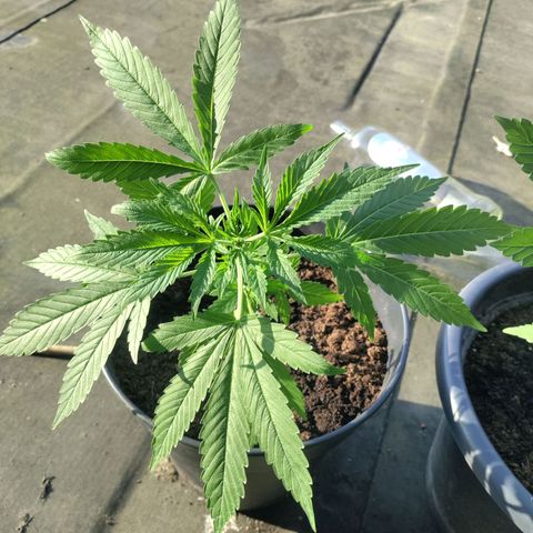Sensi Skunk growlog timeline photo