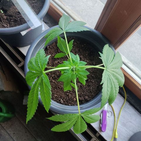 Passion #1 growlog timeline photo