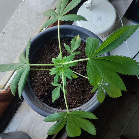 Passion #1 growlog timeline photo