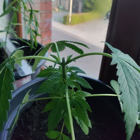 Passion #1 growlog photo: Topped 2 of my best plants at the forth node.