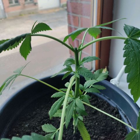 Passion #1 growlog timeline photo