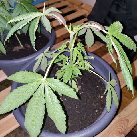 Passion #1 growlog photo: Topplings after 3 days