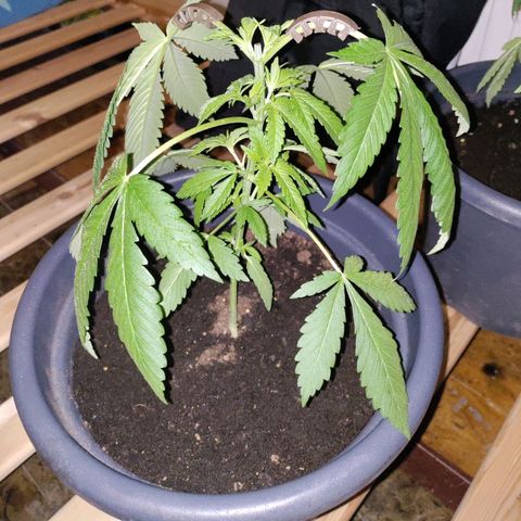 Passion #1 growlog photo: Topplings after 3 days
