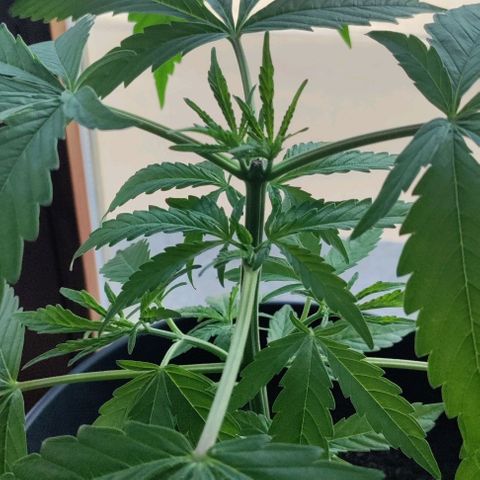 Sensi Skunk growlog photo: Topped