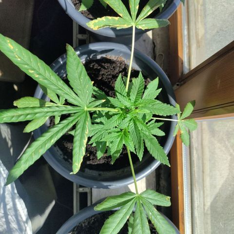 Passion #1 growlog timeline photo