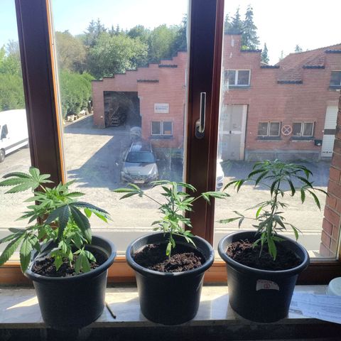Passion #1 growlog timeline photo
