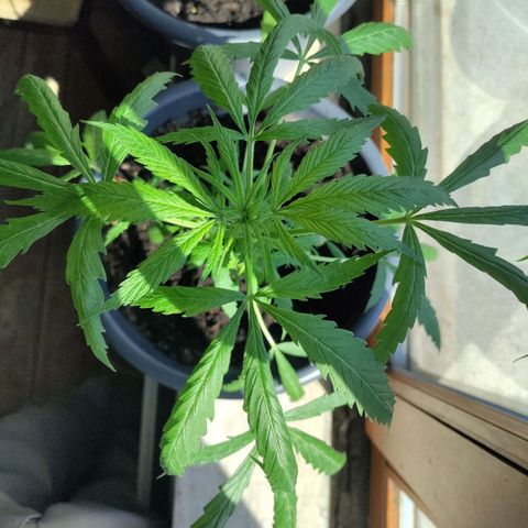 Passion #1 growlog timeline photo
