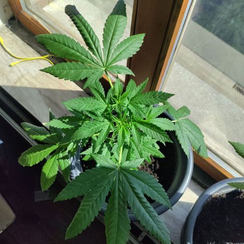 Passion #1 growlog timeline photo
