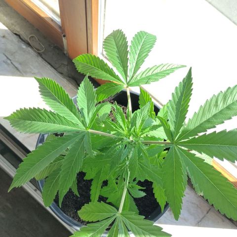 Sensi Skunk growlog timeline photo