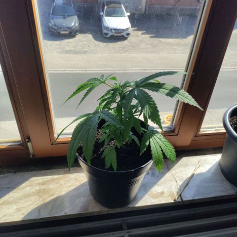 Sensi Skunk growlog timeline photo