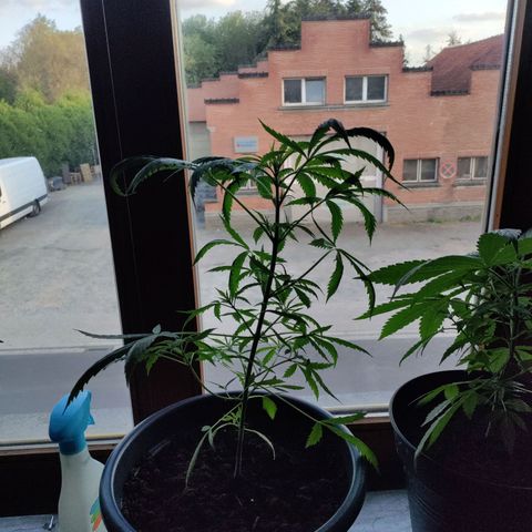 Passion #1 growlog timeline photo