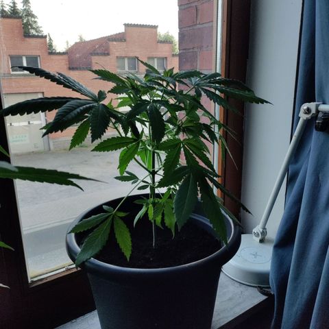 Passion #1 growlog timeline photo