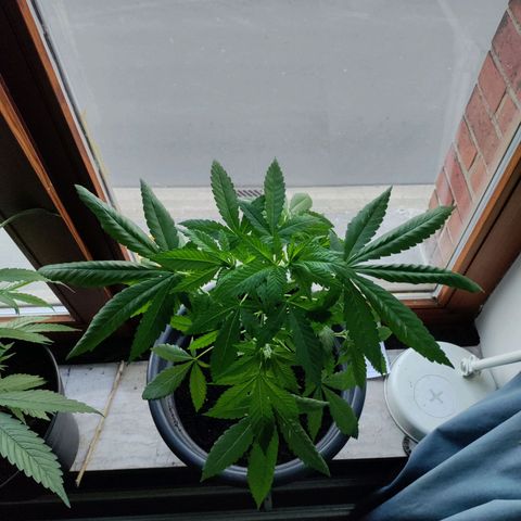 Passion #1 growlog timeline photo