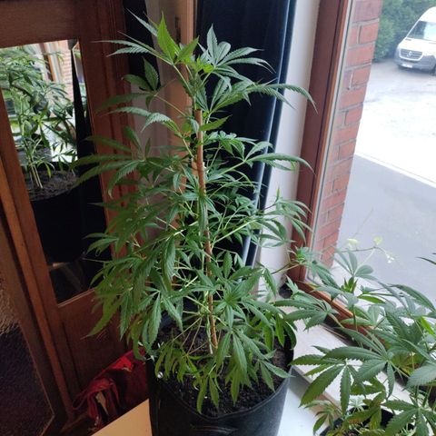 Passion #1 growlog photo: Nutrient lockout
Going to ficked 

