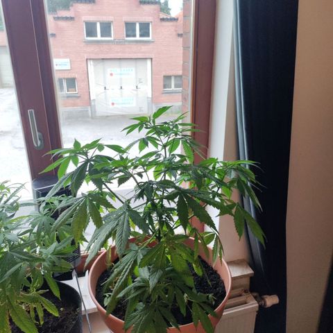 Passion #1 growlog photo: Nutrient lockout
Going to ficked 
