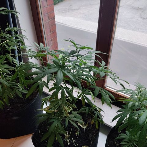 Passion #1 growlog photo: Nutrient lockout
Going to ficked 
