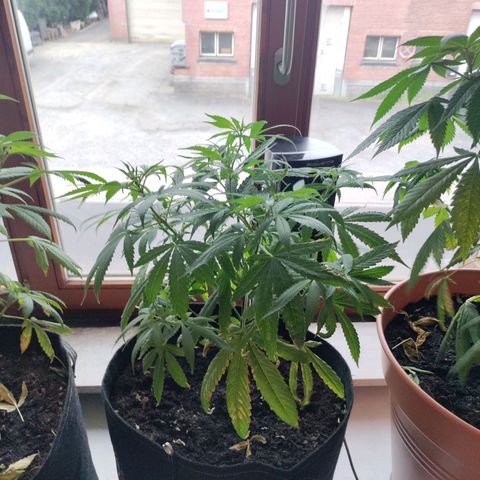 Sensi Skunk growlog timeline photo