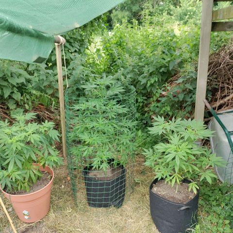 Passion #1 growlog timeline photo
