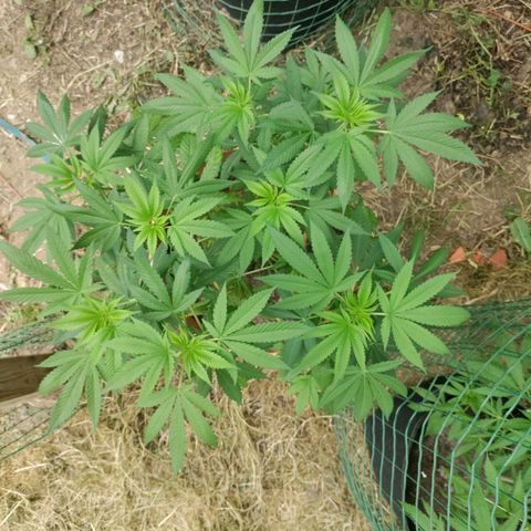 Passion #1 growlog timeline photo