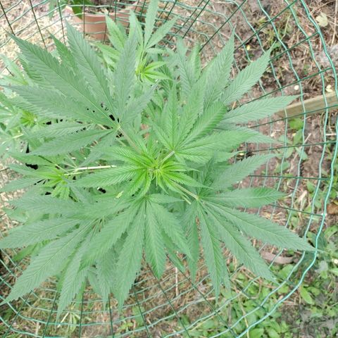 Passion #1 growlog timeline photo