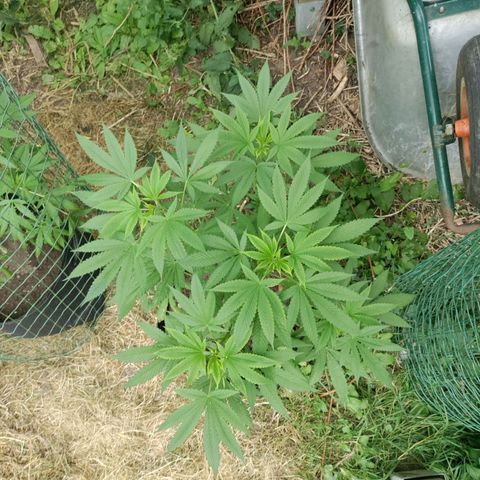 Passion #1 growlog timeline photo