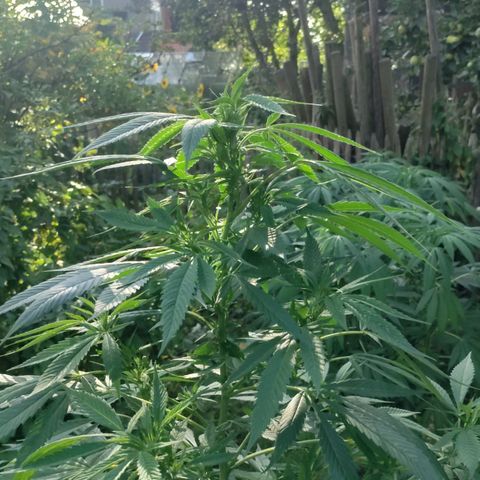 Passion #1 growlog timeline photo