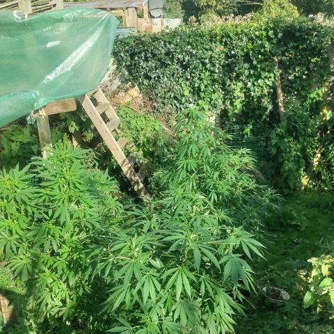 Passion #1 growlog timeline photo