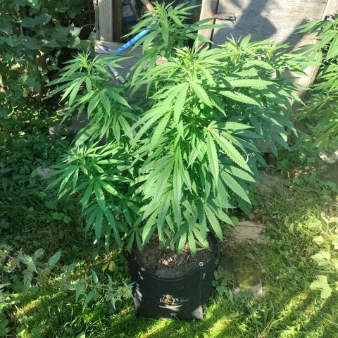 Sensi Skunk growlog timeline photo