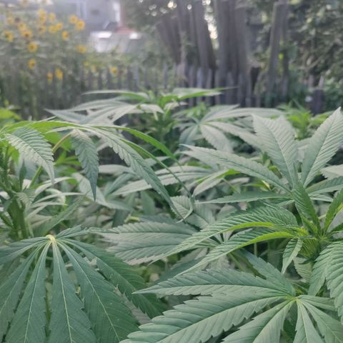Sensi Skunk growlog timeline photo
