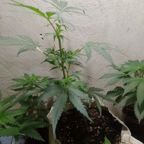 Hulkberry growlog photo: Poda para esqueje 